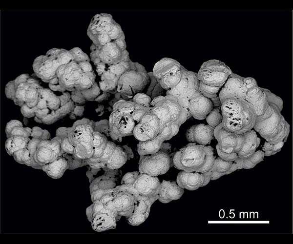 Selenium may support deep microbial life in Earth's continental crust
