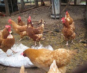 Study looks at why chickens overeat