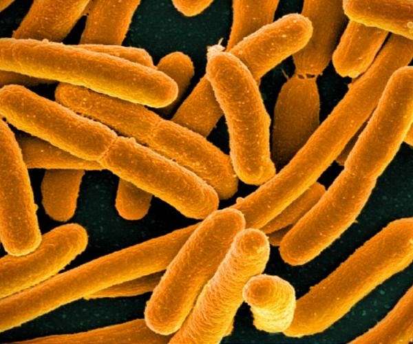 Turning bacteria into bioplastic factories