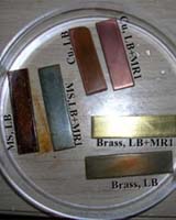 Bacterium Takes A Shine To Metals