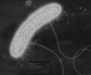UMass Amherst Researchers Reveal Mechanism of Novel Biological Electron Transfer