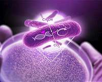 Bacterial evolution of antibiotic weapons promises new insights for drug makers