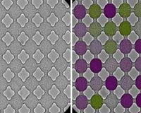 Bacteria, electrons spin in similar patterns