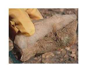 New Study Finds Apex Fossils Aren't Life
