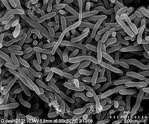 Bacterial Genome May Hold Answers To Mercury Mystery