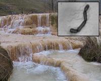 Scientists discover hazardous waste-eating bacteria