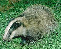 UC Davis Expert Writes Key Report On Controversial UK Badger Killings