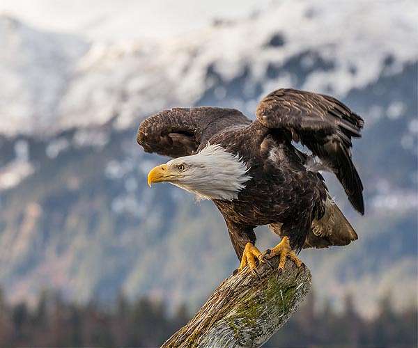 Eight-year study shows lead poisoning in nearly half of U.S. bald eagles