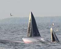 Microplastic pollution pushing baleen whales to brink of extinction