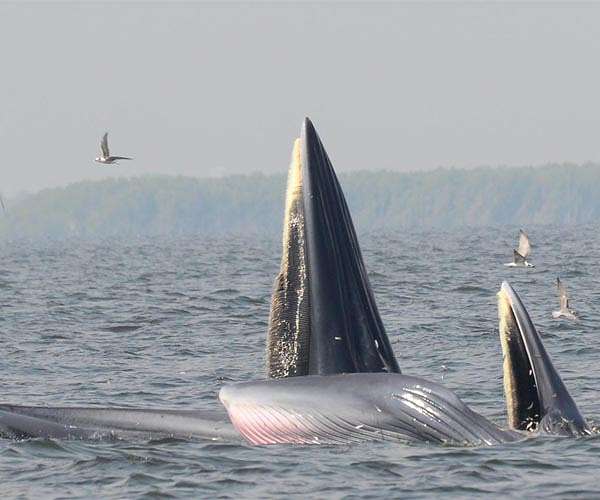 Baleen Whales' genetic adaptations over 50 million years revealed
