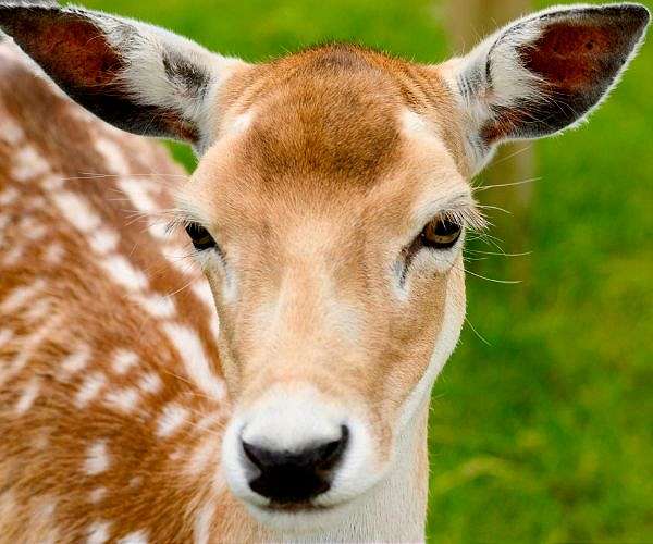 In Belgian farmland, 'Saving Bambi' one dawn mission at a time