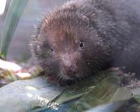 Rare 'bamboo rat' photographed at Machu Picchu