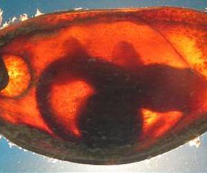Baby sharks stay still to avoid being detected by predators