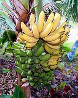 The Cavendish Banana Could Be Wiped Out