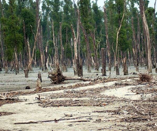 Mayotte faces environment, biodiversity crisis after cyclone