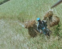 Drought threat for Bangladesh as monsoon fails