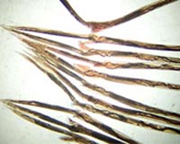 DNA Test To Revolutionise Sheep Worm Control