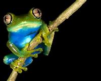 Near-extinct African amphibians 'invisible' under climate change