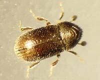 US authorities close campsites amid beetle fears
