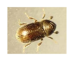 Dry heat increases bark beetle bite