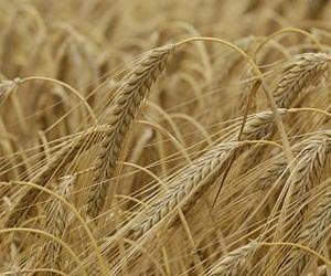 Cargill invests in Ukraine grain giant