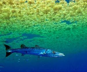 Study finds healthy seafood comes from sustainable fish