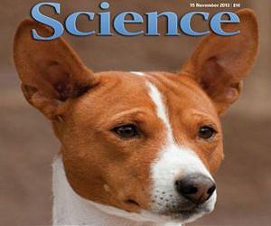Dogs likely originated in Europe more than 18,000 years ago