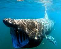 Sharks, humans shared common ancestor 440 million years ago