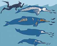 A bastard seal from the past reveals the potential for human hybrids