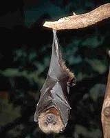 Bat-Bot Boosts Sonar Research