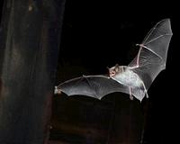 Bats are surprisingly fast decision makers