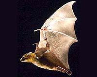 Bats In Flight Reveal Unexpected Aerodynamics