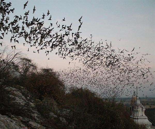 Emblems of a city, the bats of Abidjan face troubled future