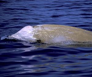 WHOI-Led Report Links Sonar To Whale Strandings