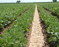 Crop advances grow with protection