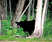 Mammals That Hibernate Or Burrow Less Likely To Go Extinct