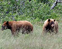 US To End Federal Protection For Yellowstone Grizzly Bears
