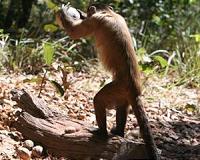 Monkeys in Brazil 'have used stone tools for hundreds of years at least'
