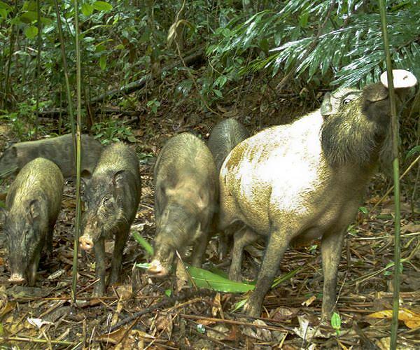 Wild, 'destructive' pigs help cultivate biodiversity in their native rainforests
