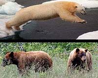 Hunter Shoots Rare Grizzly-Polar Bear Cross In Canada