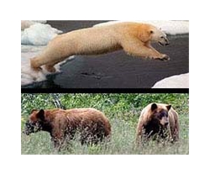 With climate changes, polar bear and brown bear lineages intertwine