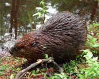 Beaver spotted in Detroit after 75 years