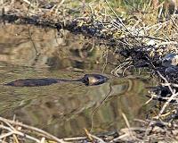 Beavers may restore imperiled streams, fish populations