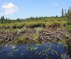 Notre Dame researcher is studying role small dams play in pollution control