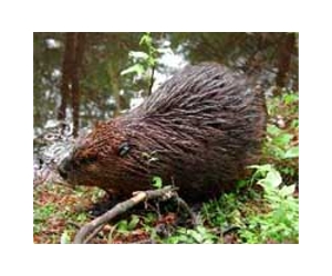Busy beavers wreak havoc in Latvia capital