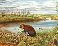 Beavers have an impact on the climate