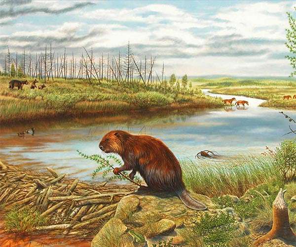 Scottish farmers damn wild beaver reintroduction policy