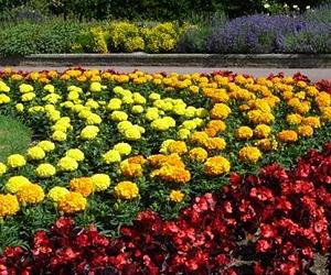 Why spring is blooming marvelous (and climate change makes it earlier)