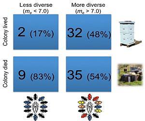 Researchers Find Genetic Diversity Key to Survival of Honey Bee Colonies