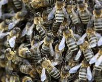 White House gets busy to save the bees